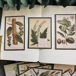 12Pcs Plant Drawing Vintage Stickers Junk Journal Ephemera Flower Leaf DIY Craft Album Aesthetic Sticker Scrapbooking Material